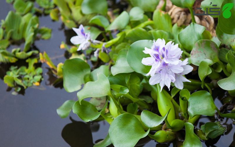 سنبل آبی (Common water hyacinth) در آب