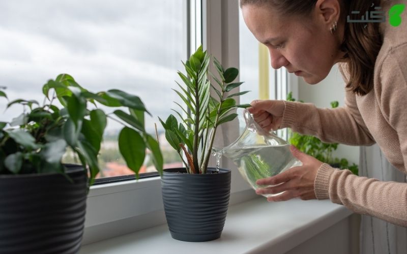 بهترین روش ها برای مشخص کردن زمان آبیاری گیاهان آپارتمانی