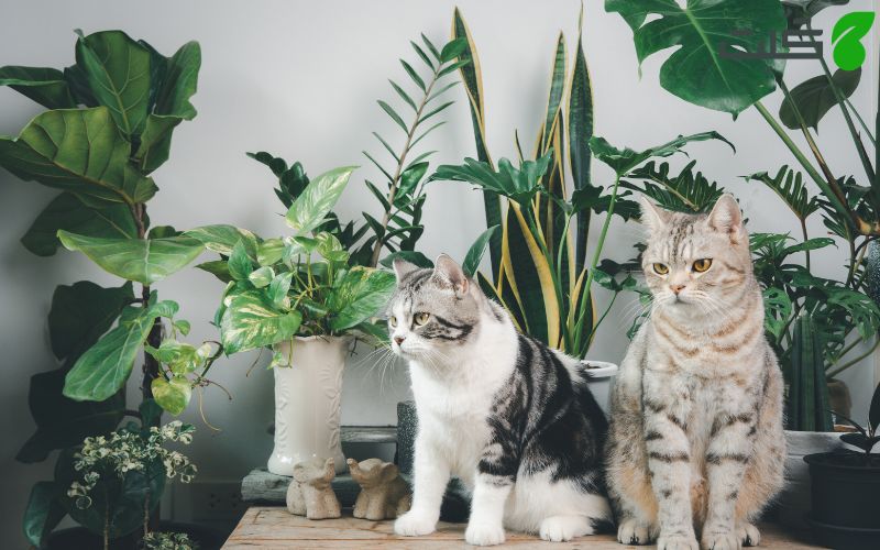 گیاهان سمی برای گربه