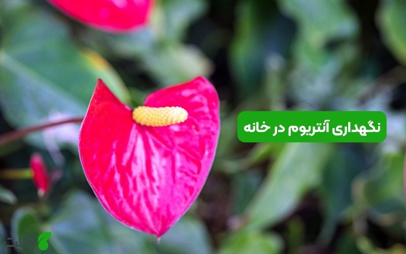 نگهداری آنتریوم در خانه