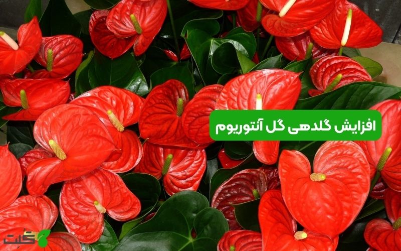 افزایش گلدهی گل آنتوریوم