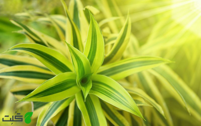 گل گندمی سبز green spider plant