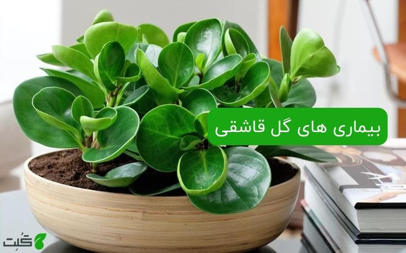 بیماری های گل قاشقی