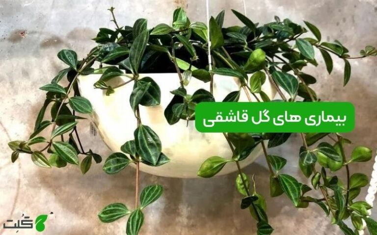 بیماری های گل قاشقی