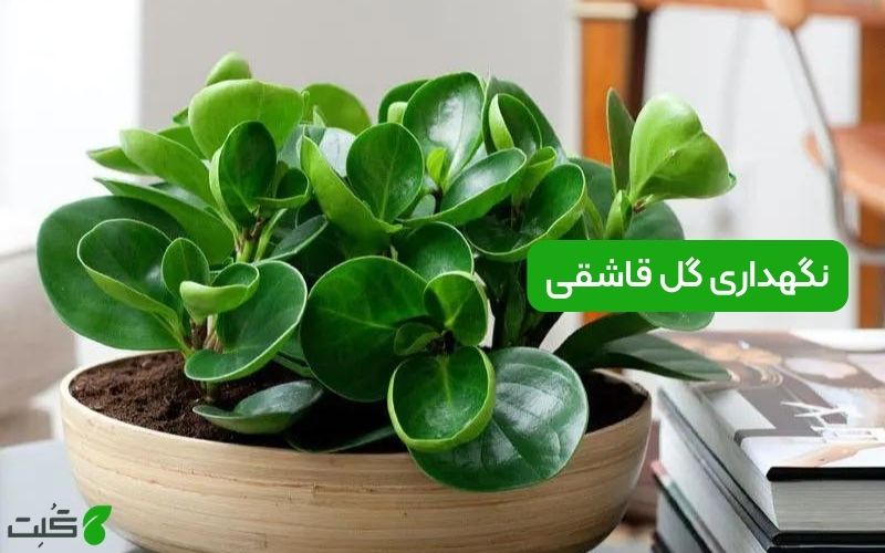 نگهداری گل قاشقی