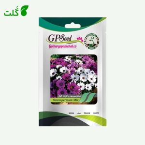 بذر گل استئوسپرموم پاکوتاه الوان