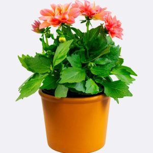 بذر گل و گیاهان آپارتمانی